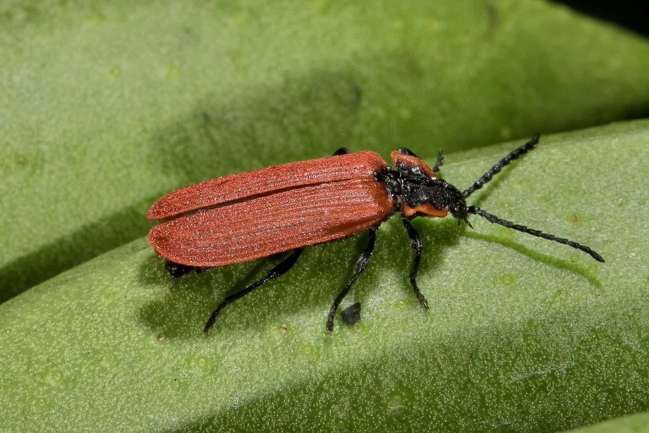 Lycidae:  Lygistopterus anorachilus